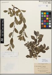 Foto von Salix myrsinifolia Salisb.